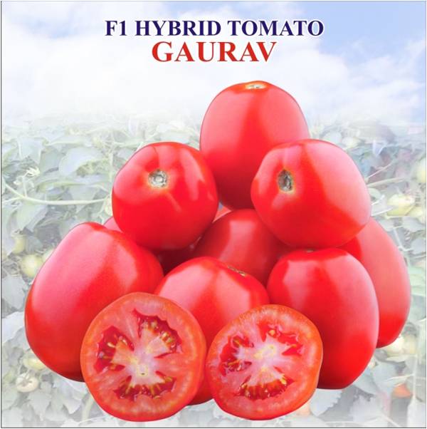 Hybrid Tomato ( Gaurav)